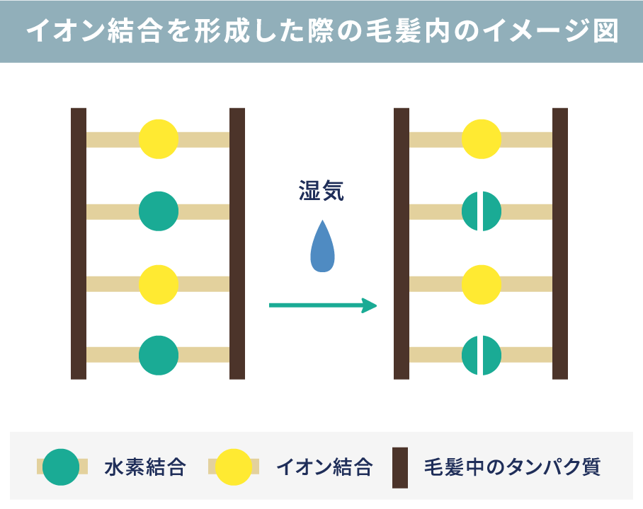 イオン結合を形成した際の毛髪内のイメージ図