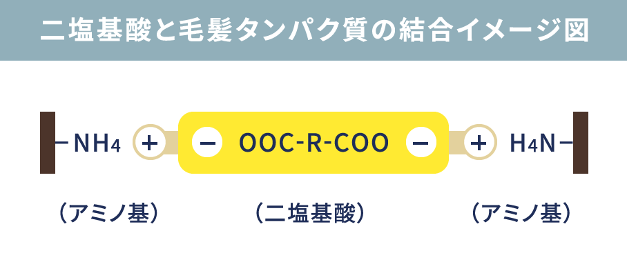 二塩基酸と毛髪タンパク質の結合イメージ図