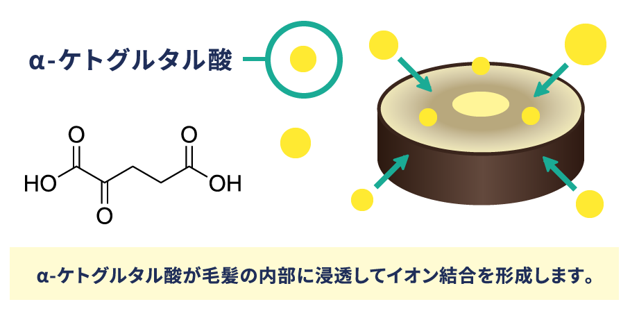 α-ケトグルタル酸が毛髪の内部に浸透してイオン結合を形成します。