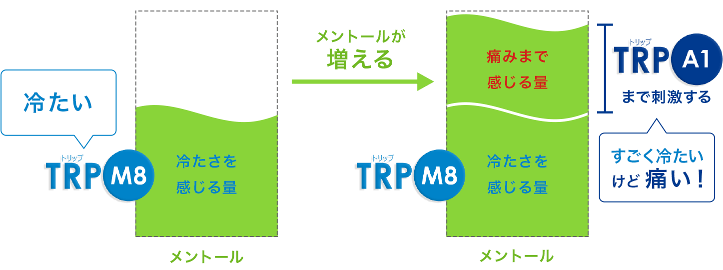 メントールとTRPチャネル