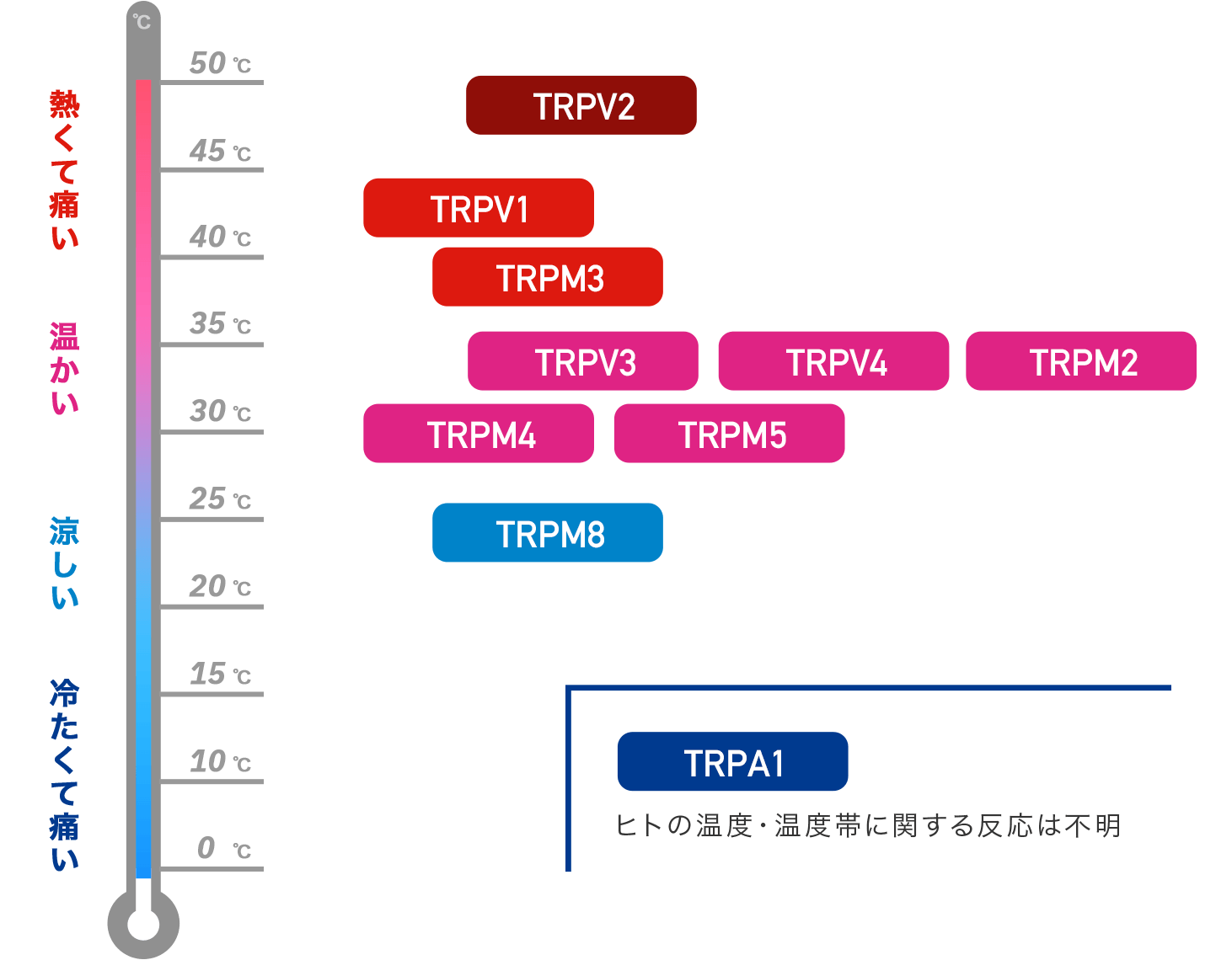 TRPチャネルについて